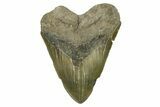 Serrated, Fossil Megalodon Tooth - North Carolina #275521-1
